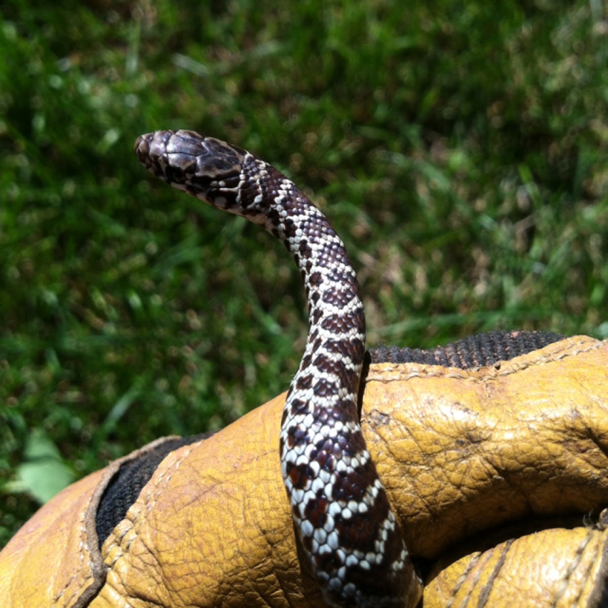 Yellow-bellied Racer