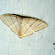Drepanidae