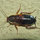 Pennsylvania wood cockroach (female)