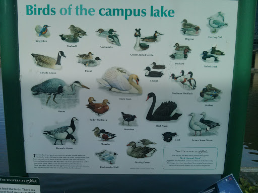 Birds Of The Campus Lake