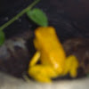 Golden Poison Frog(Dart Frog)