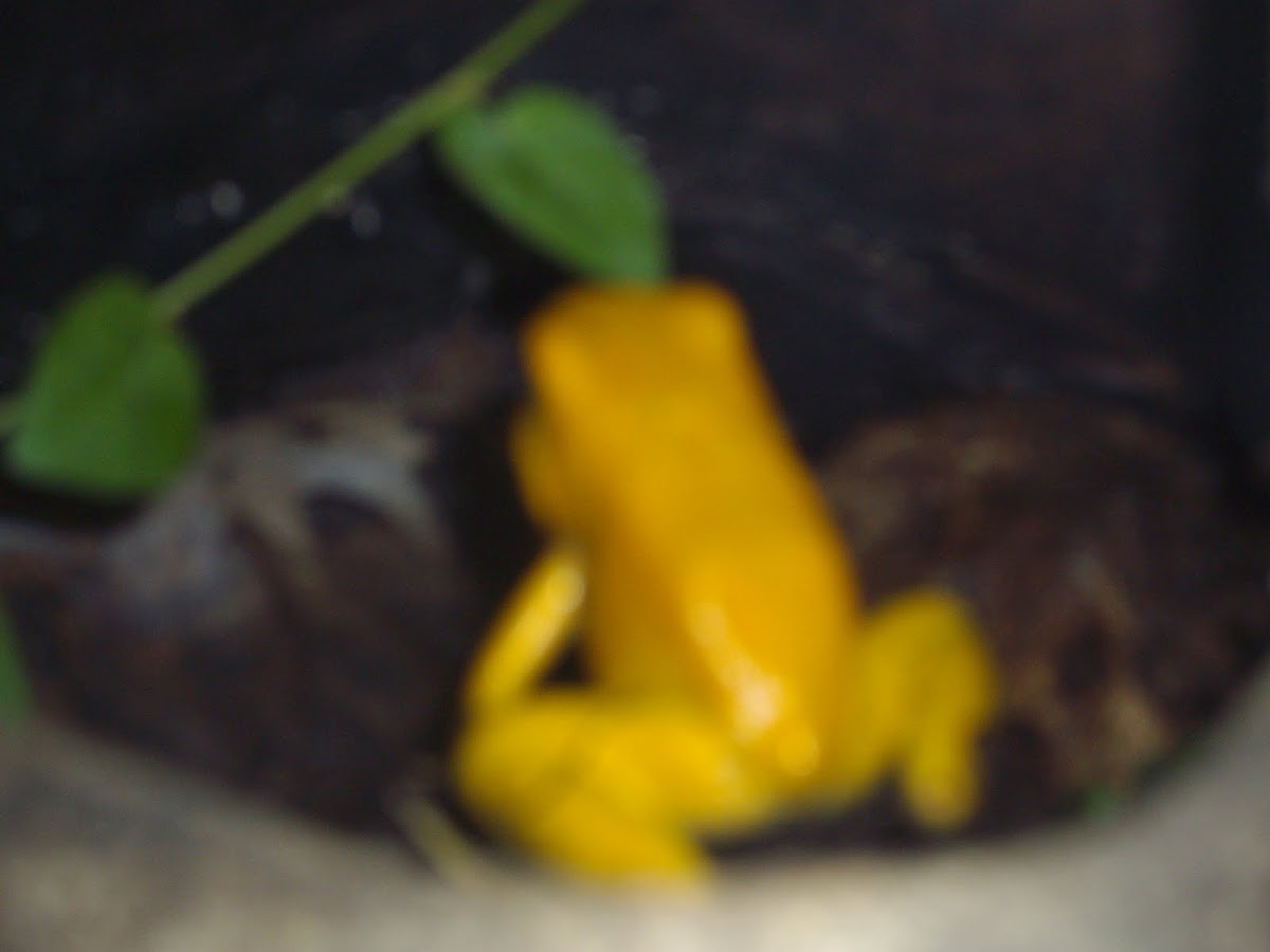 Golden Poison Frog(Dart Frog)