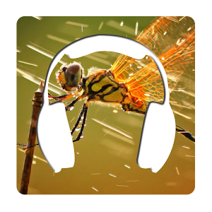 ApolloThemes Dragonfly 1.1