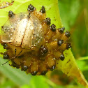 Acromis Tortoise beetle