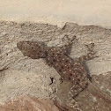 Levante fan-fingered gecko