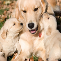 Animal Kids icon