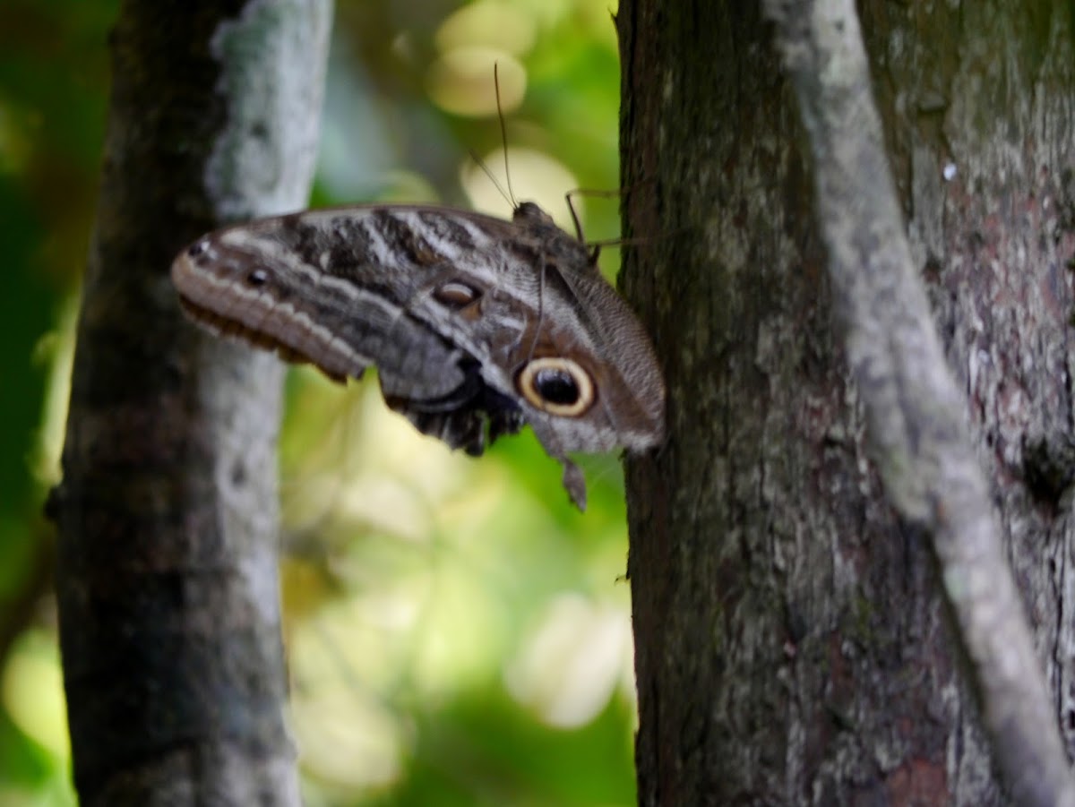 Owl eye butterfly