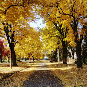 by Damir Nemir - Nature Up Close Trees & Bushes