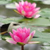 Pink Water Lily (Nymphaea sp.)