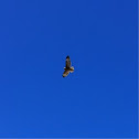 Águila (Black-chested Buzzard-eagle)