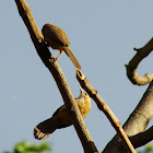 Tawny-bellied Babbler