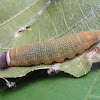 Tricolor Pied Flat larva