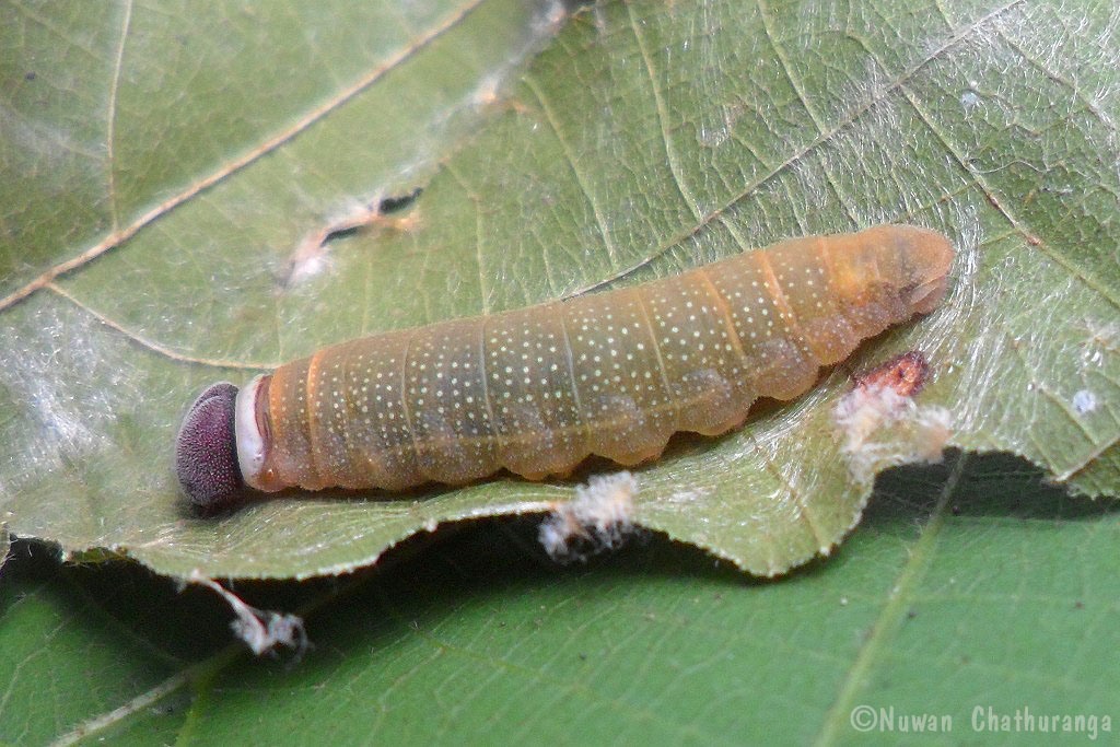 Tricolor Pied Flat larva