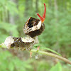 Giant Swallowtail Larvae