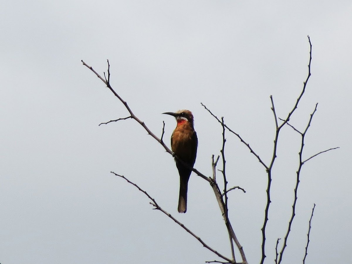 White fronted bee-eater