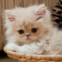 Cats Spot the Difference logo