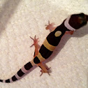 Leopard gecko  (high yellow juvenile)