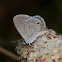 Ceraunus Blue Butterfly