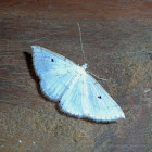 Geometrid Moth