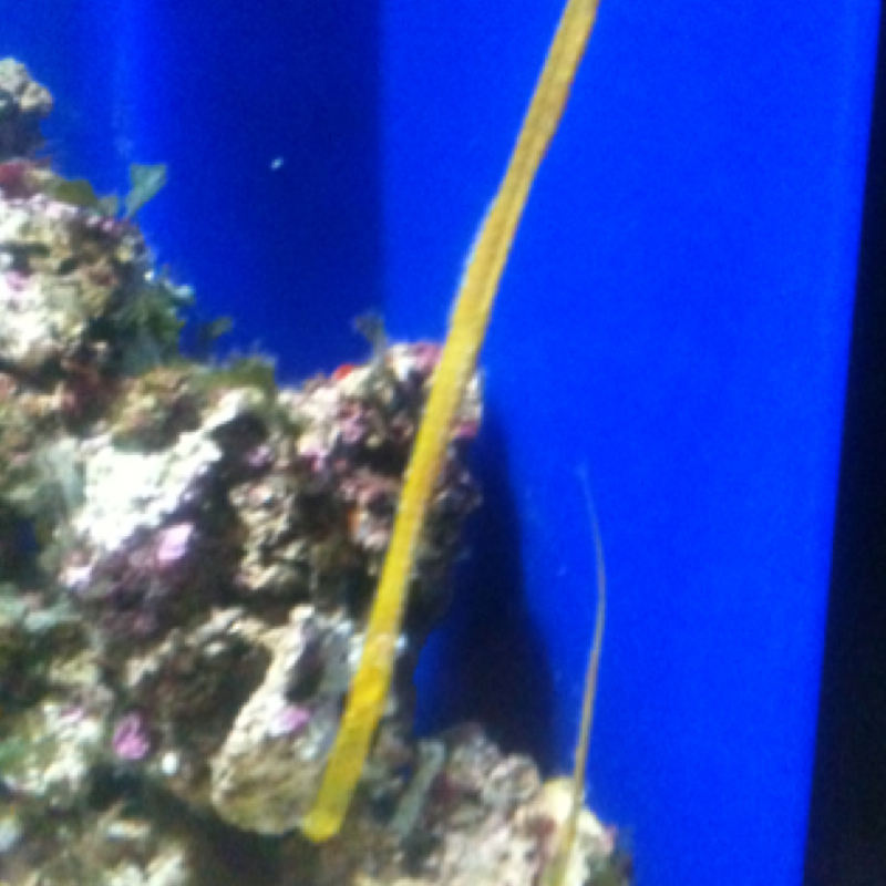 Deepsnouted pipefish pesce ago Project Noah