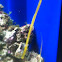 Deep-snouted pipefish - pesce ago