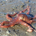 Pacific Red Octopus