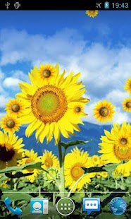 How to install Sunflower Live Wallpaper lastet apk for android