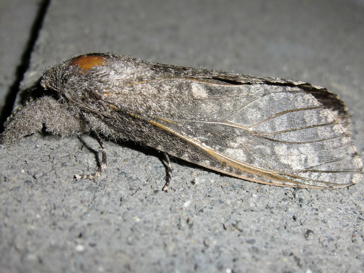 Cossid moth (♀?)