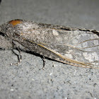 Cossid moth (♀?)