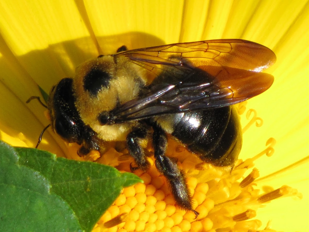 Carpentar bee