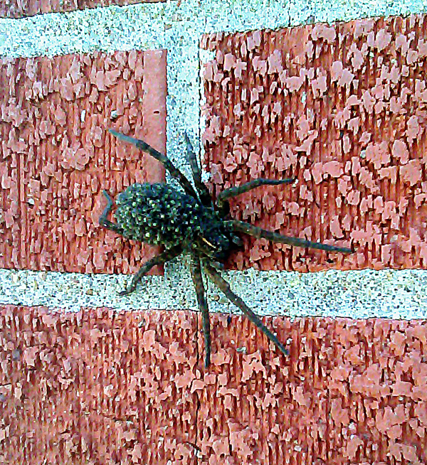 Wolf Spider 