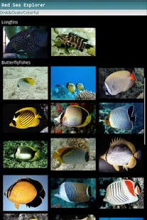 Red Sea Explorer Screenshots 1