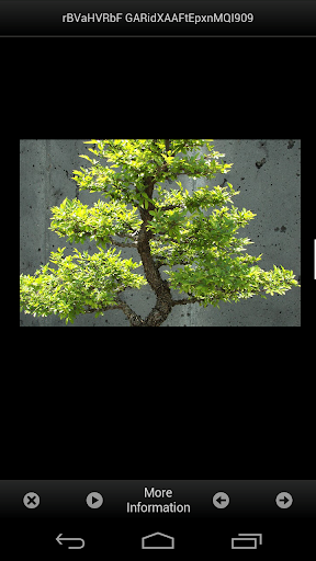 免費下載生活APP|Bonsai Tree Lover app開箱文|APP開箱王
