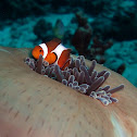 Clown fish or anemonefish
