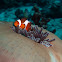 Clown fish or anemonefish