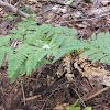 Lady Fern