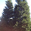 Evergreen Tree (Conifer)