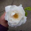White rose