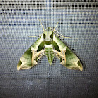 Pandorus sphinx moth