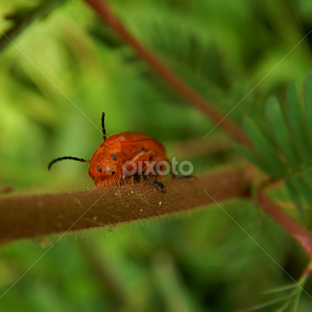Macro by Mukesh Mishra - Novices Only Macro