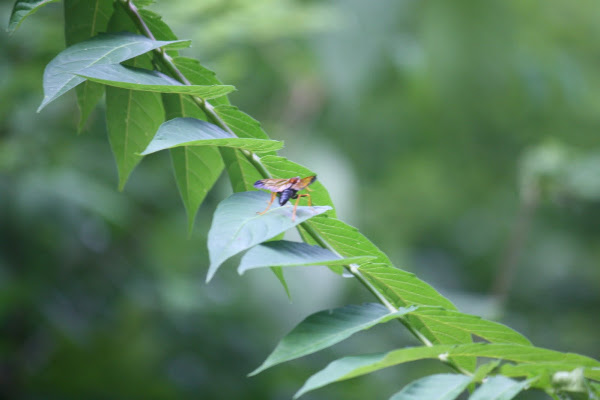 Two-inch flying bug | Project Noah