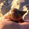 Banded Tulip Snail