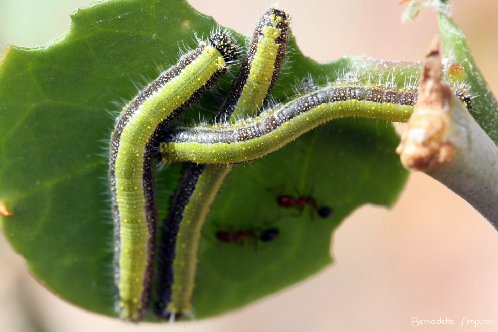 African Caper White Larvae