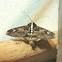 Sundowner moth / Beer moth
