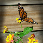 Monarch Butterfly