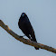 Iraúna-grande(Giant Cowbird)
