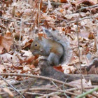 Eastern Gray Squirrel