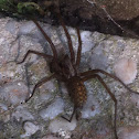 House spider, grijze huisspin