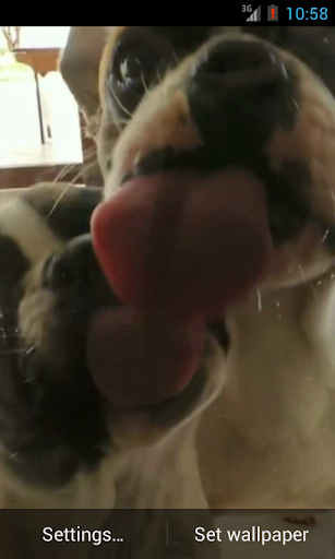 Dog licking screen Video LWP