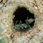 Queenless Ant